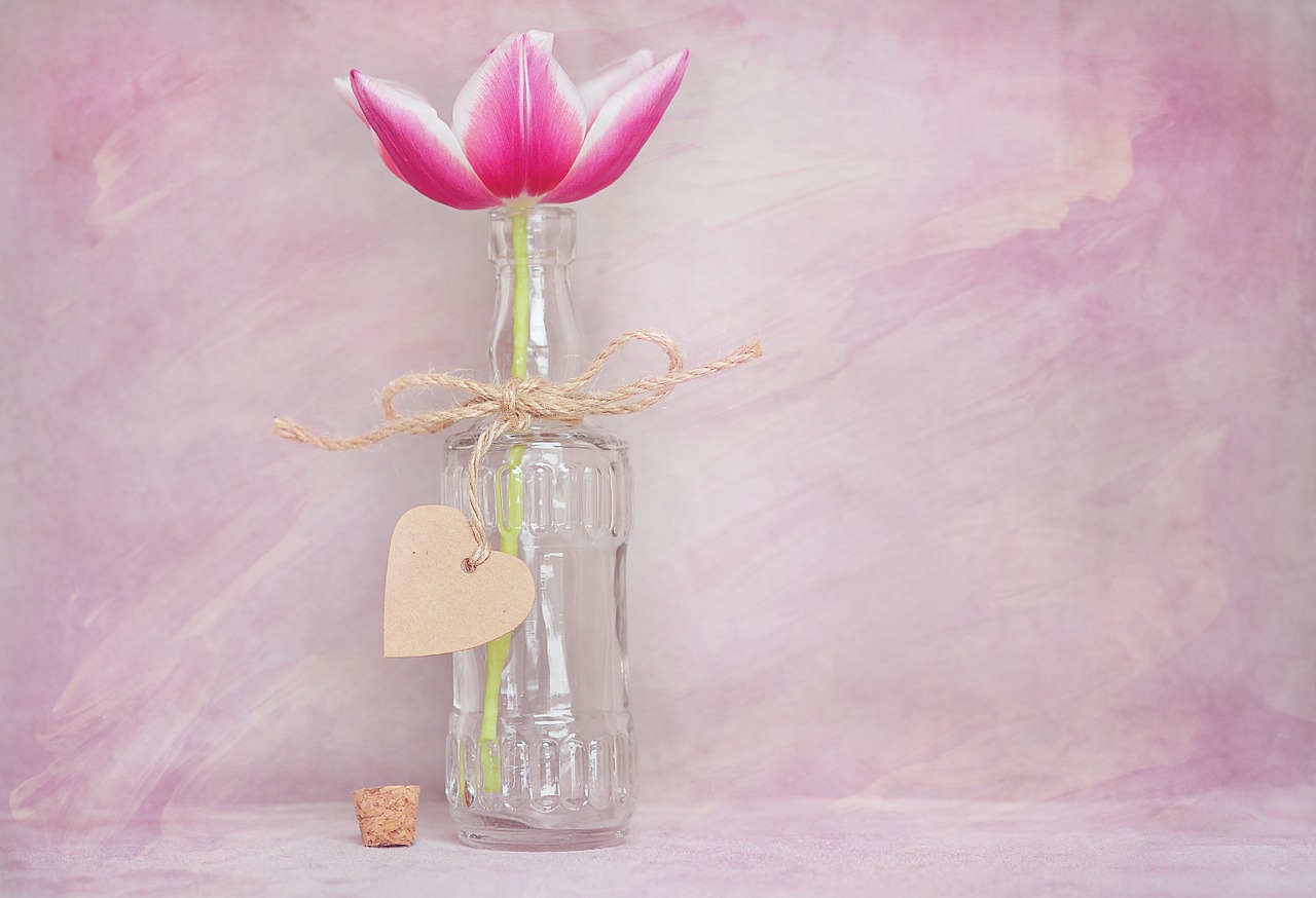 tulip flower blossom free photo