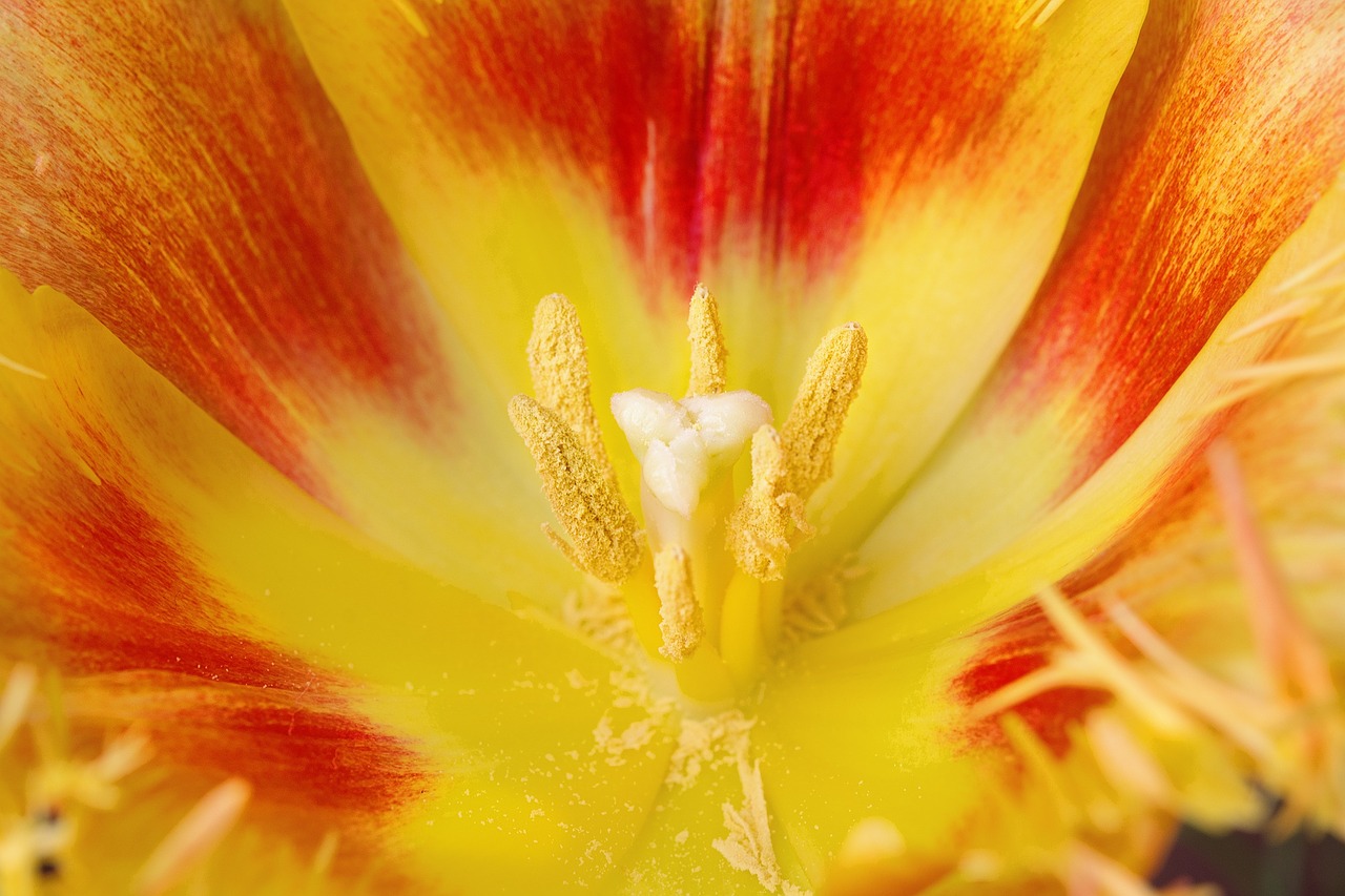 tulip blossom bloom free photo