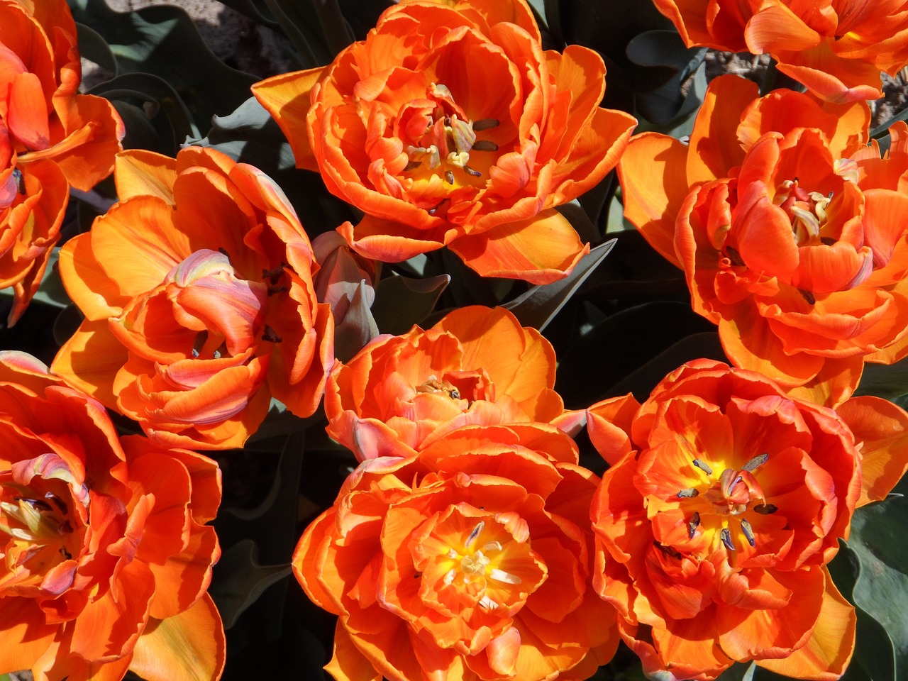 tulip filled orange free photo
