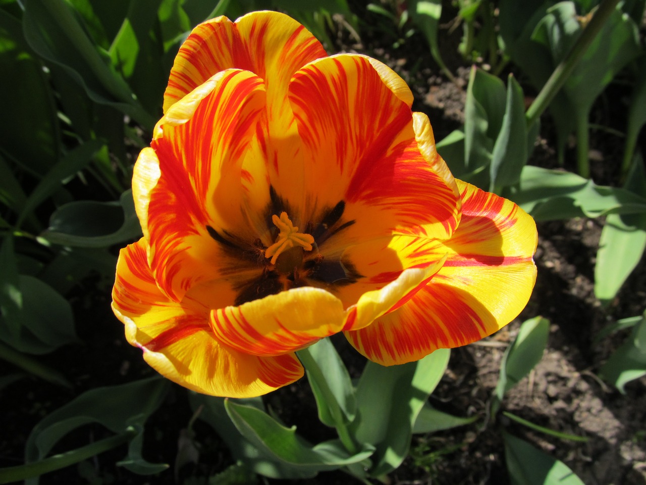 tulip flowers garden flowers free photo