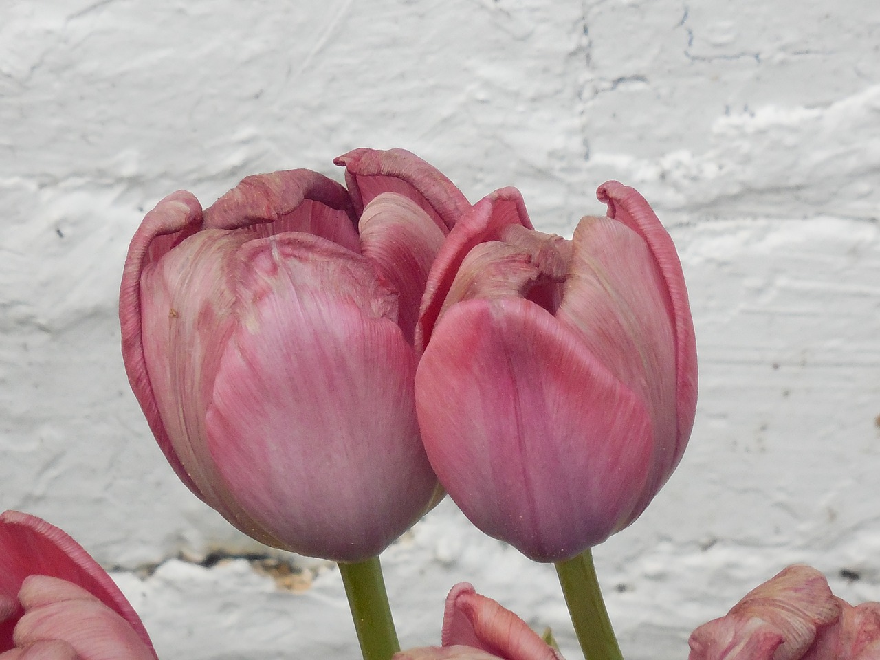 tulip flower nature free photo