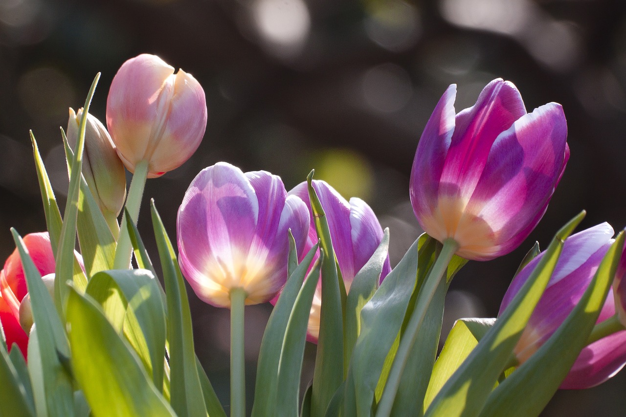 tulip spring flower flower free photo