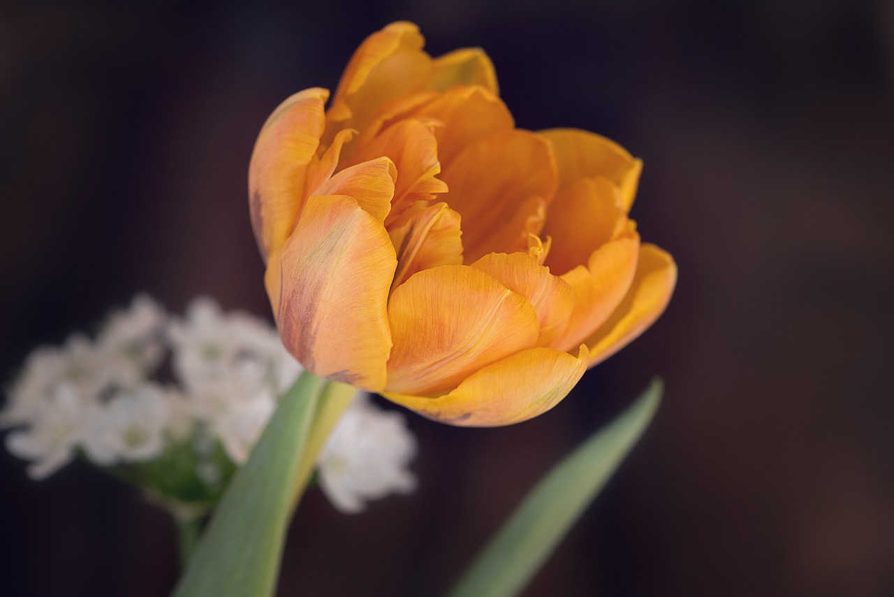 tulip flower blossom free photo