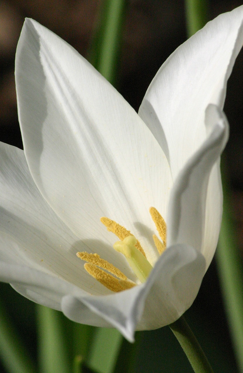 tulip white easter free photo