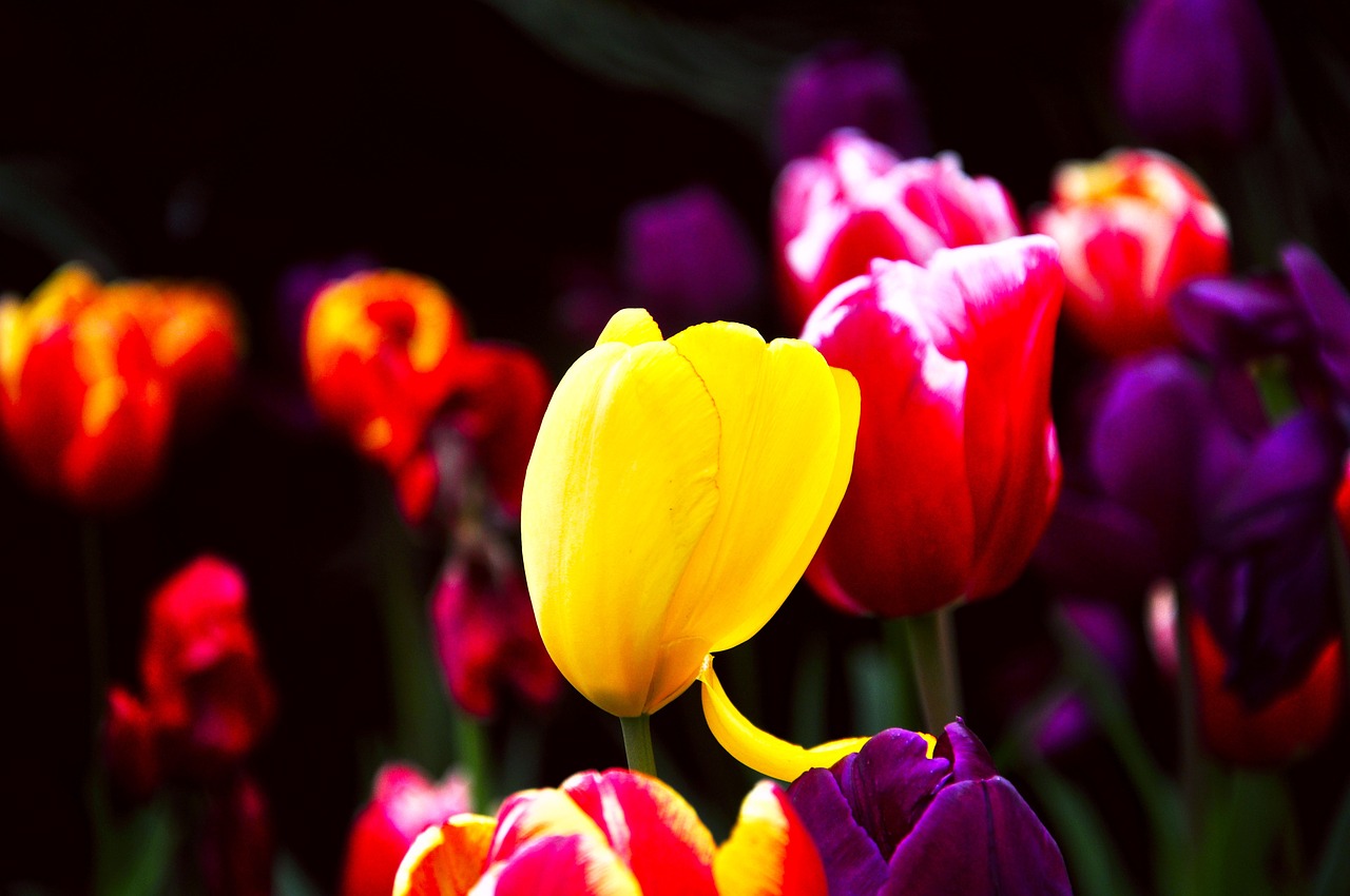 tulip spring flowers free photo