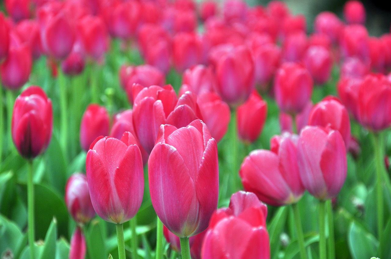 tulip spring flowers free photo