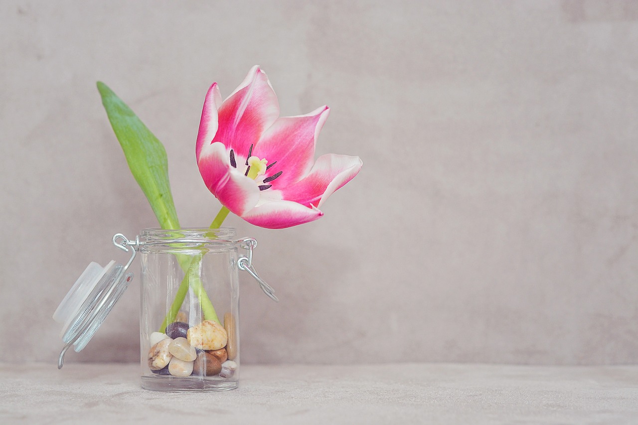 tulip flower blossom free photo