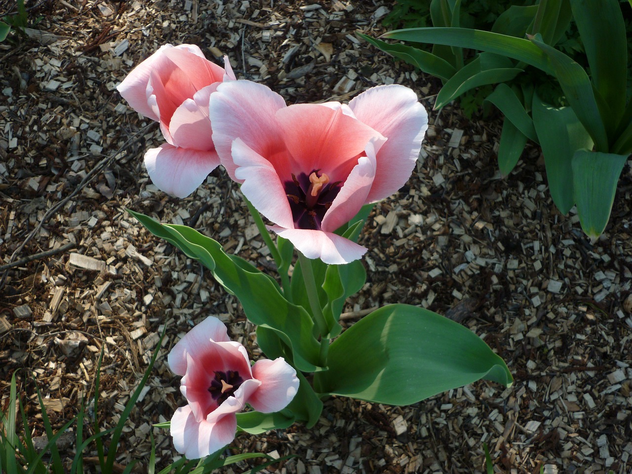 tulip pink spring free photo