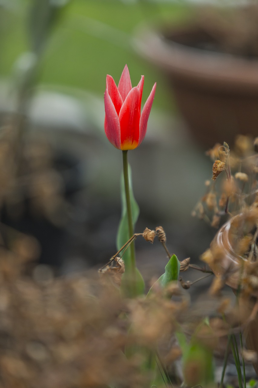 tulip red flower free photo