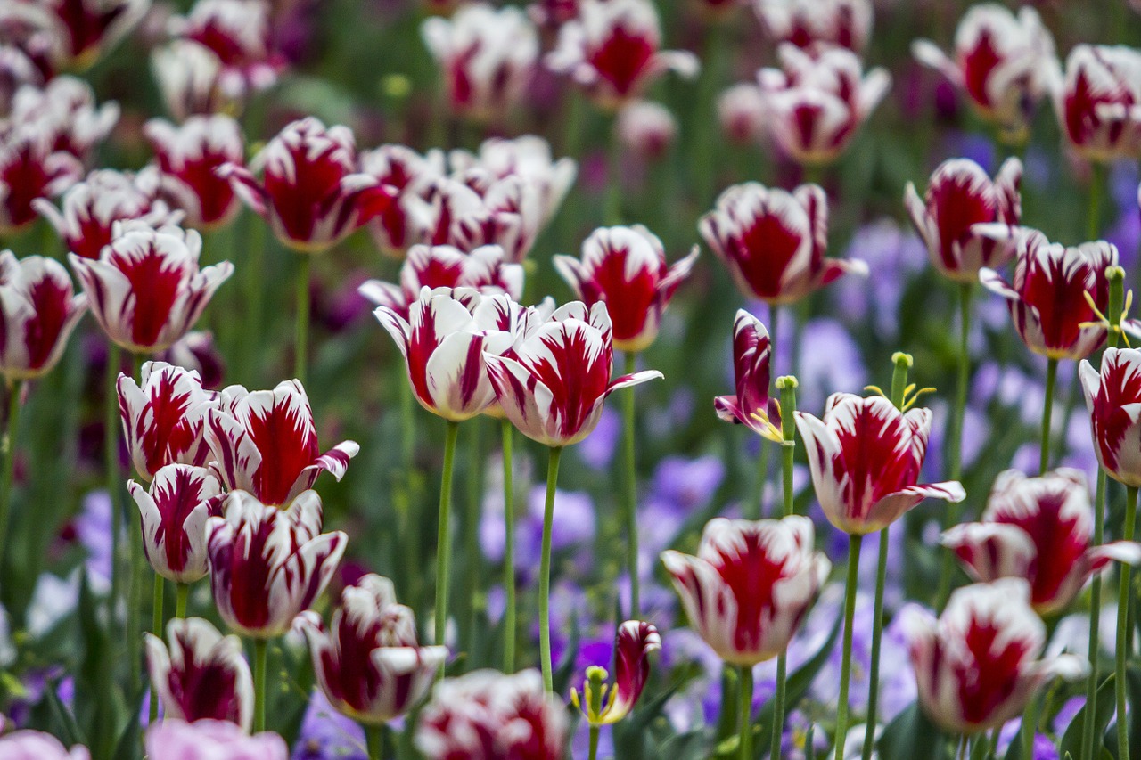 tulip red white free photo