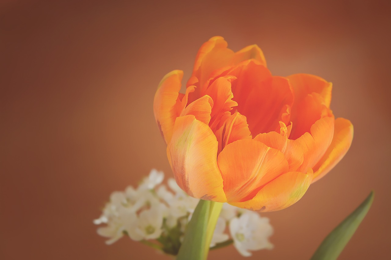 tulip flower blossom free photo