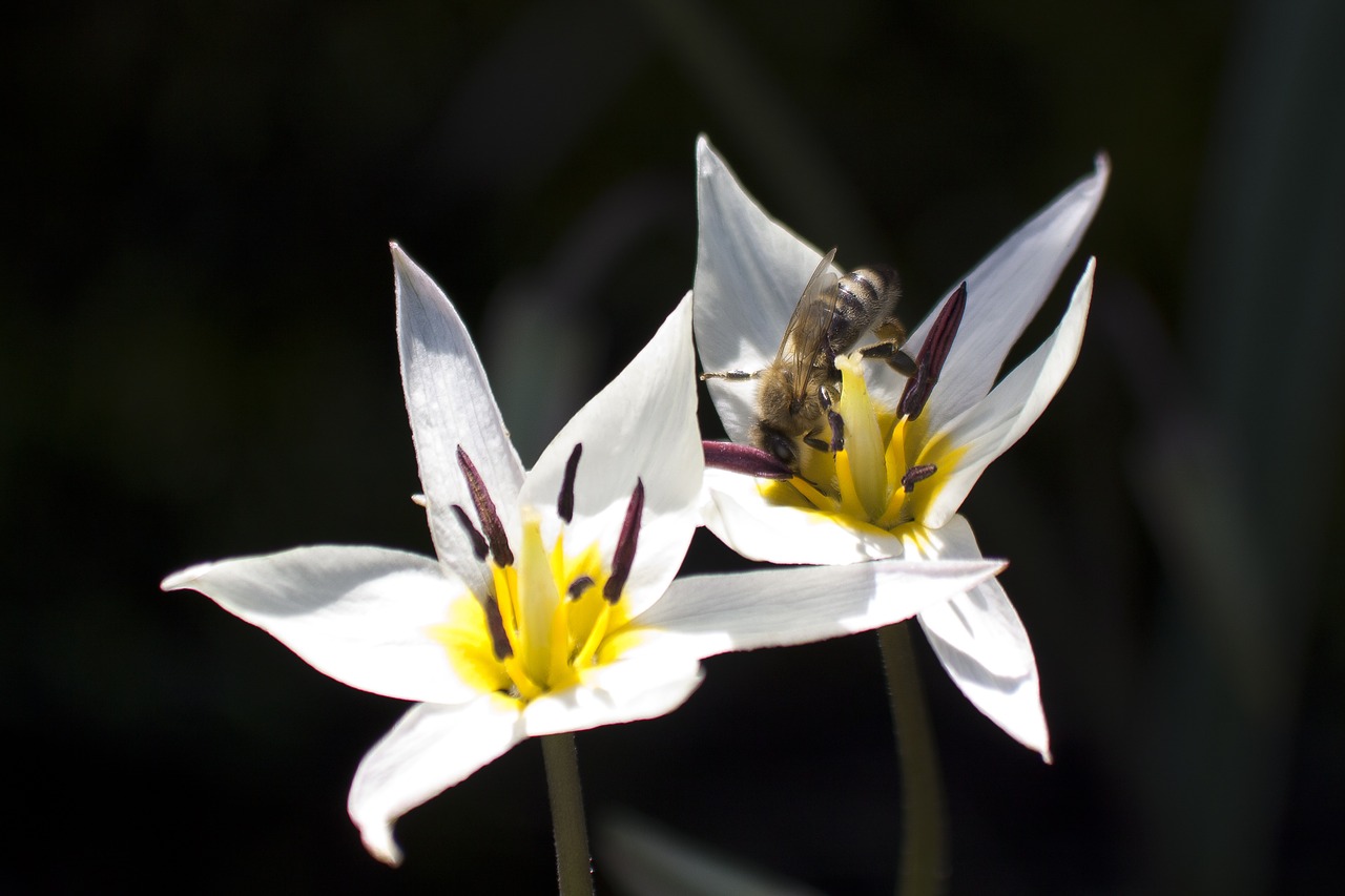 tulip white bee free photo