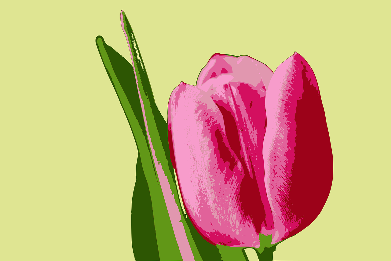 tulip flower pink free photo