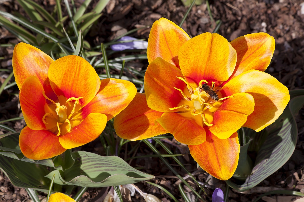 tulip stamp stamens free photo