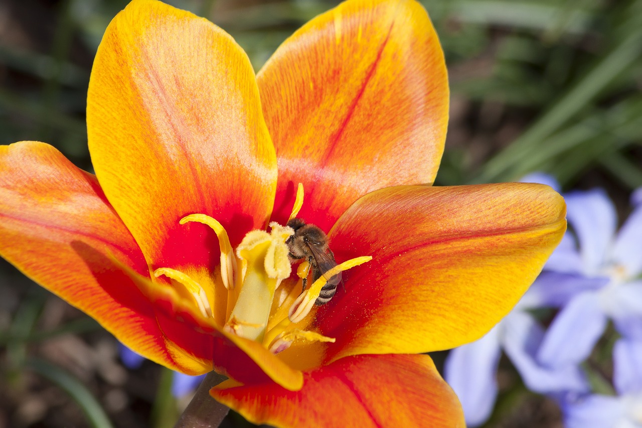 tulip stamp stamens free photo