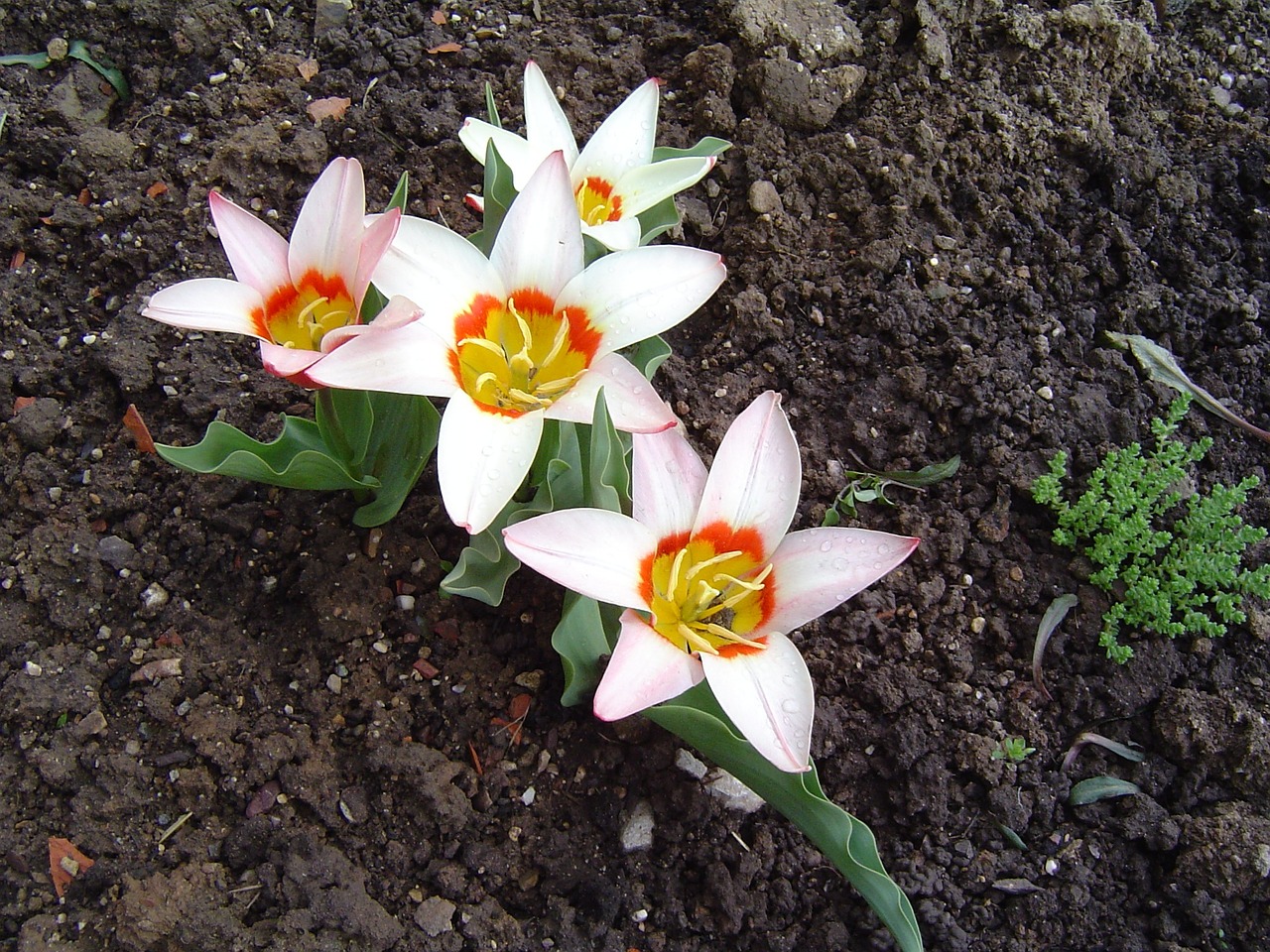 tulip flowers spring free photo