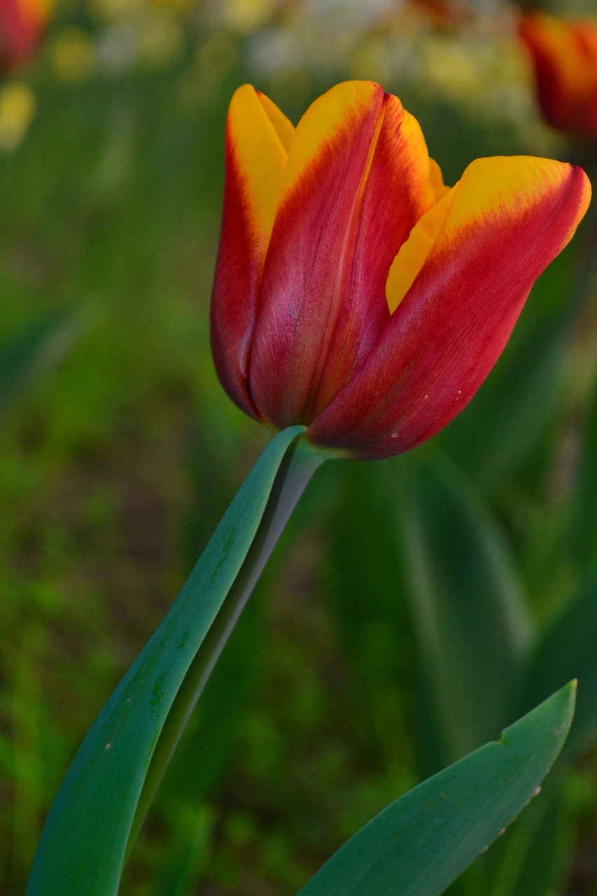 tulip only green free photo