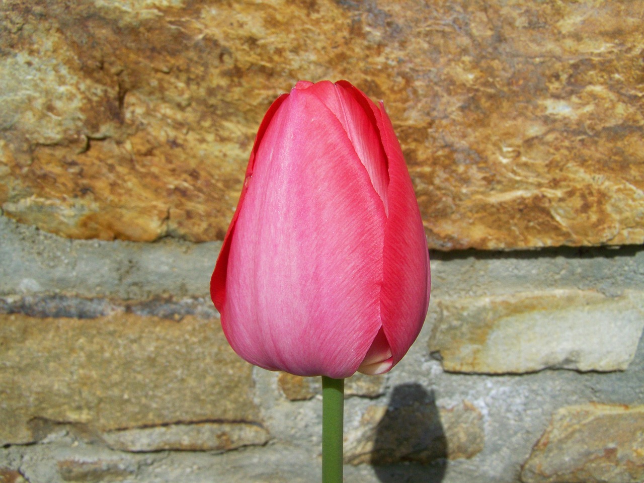 tulip red spring flower free photo