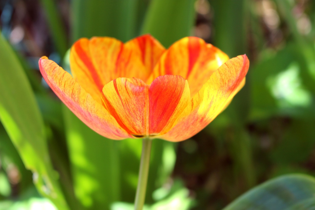 tulip orange flower free photo