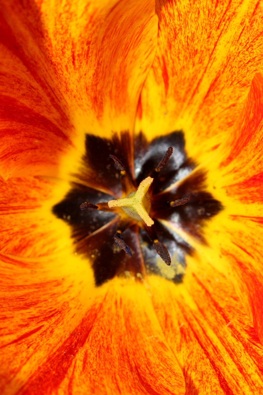 tulip spring yellow free photo