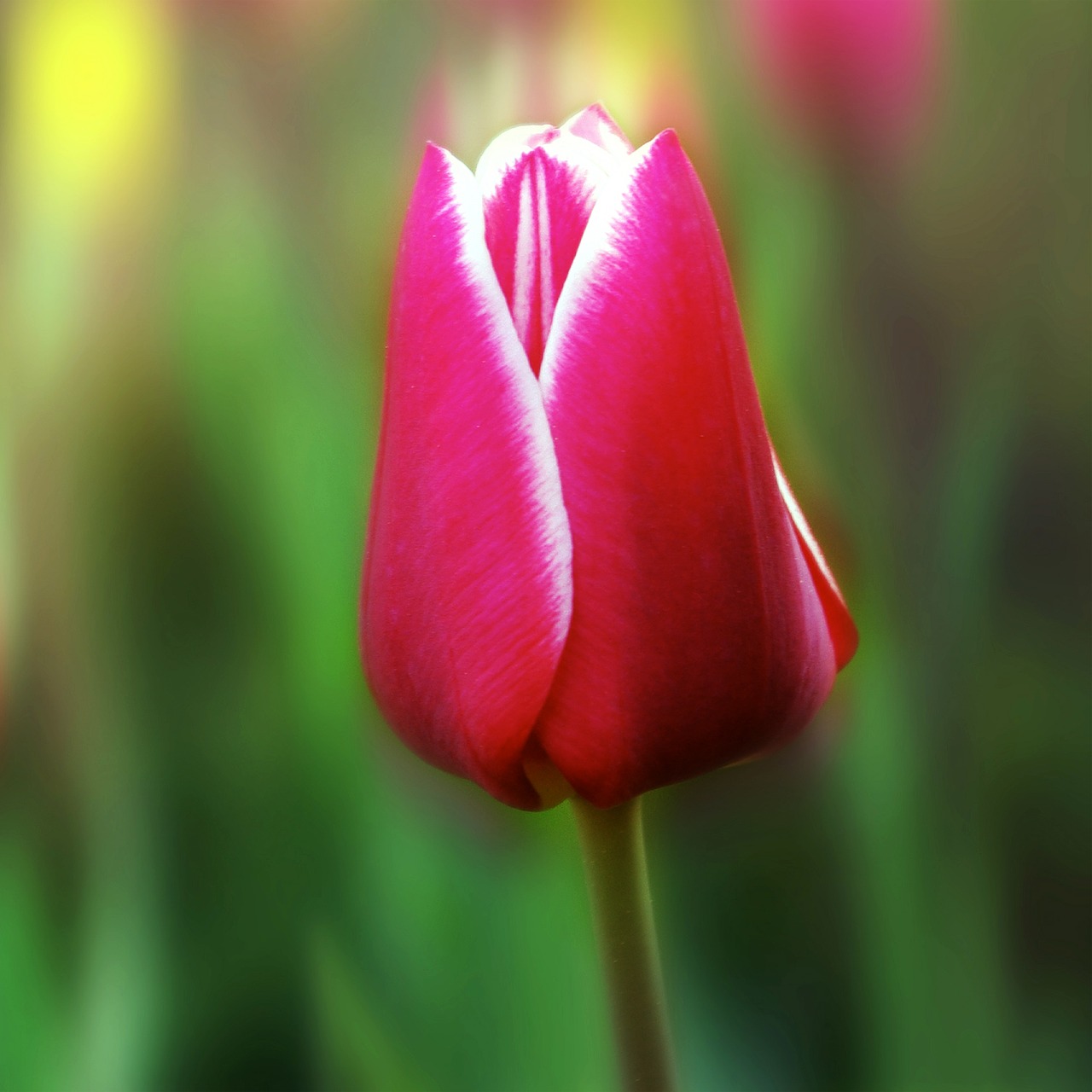 tulip flower plant free photo