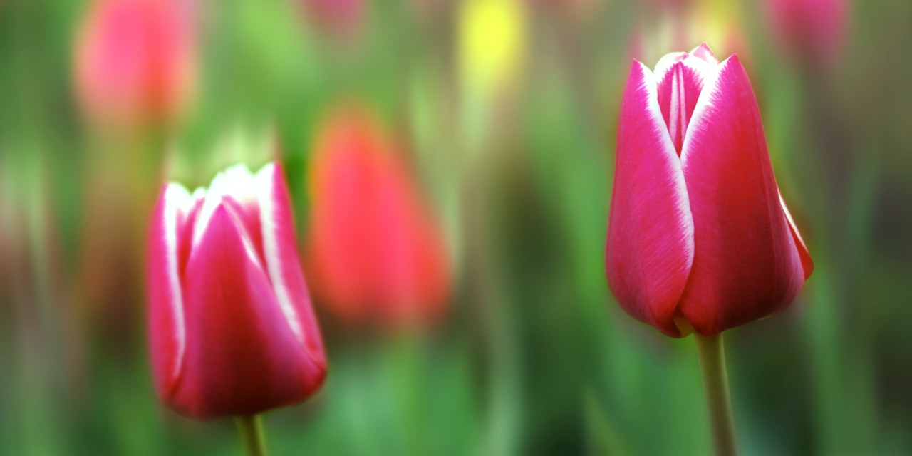 tulip flower plant free photo