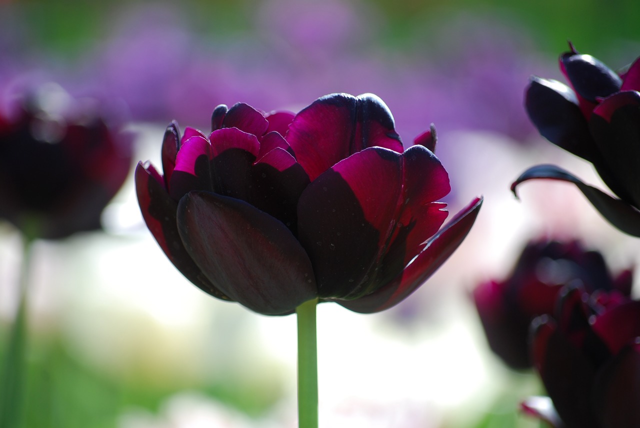 tulip violet spring free photo