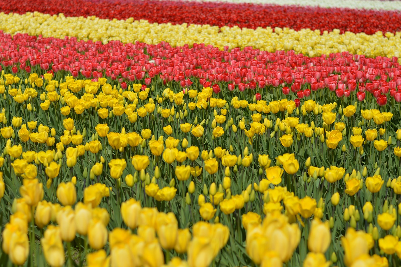 tulips flower stem free photo