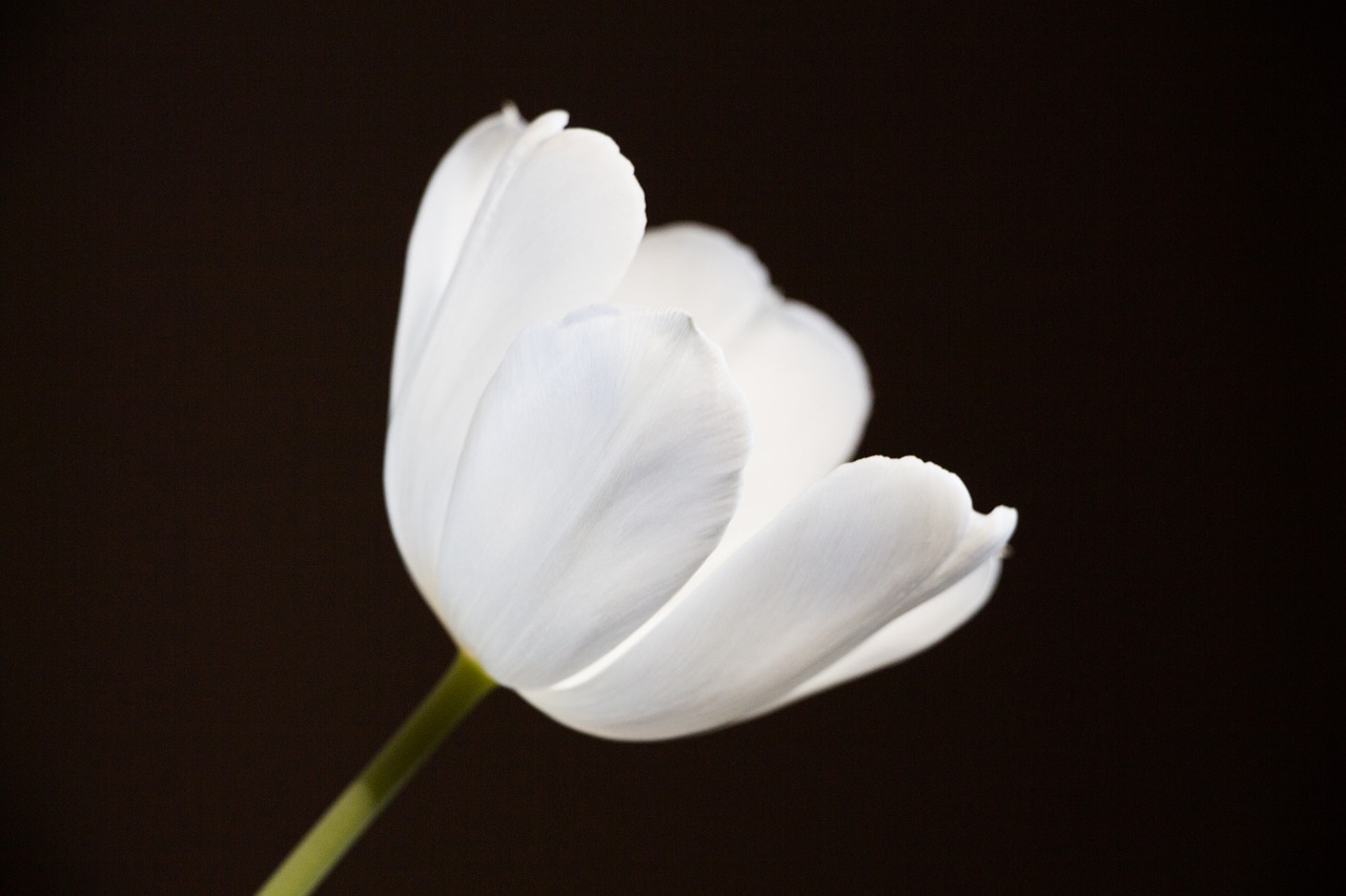 tulip white bright free photo