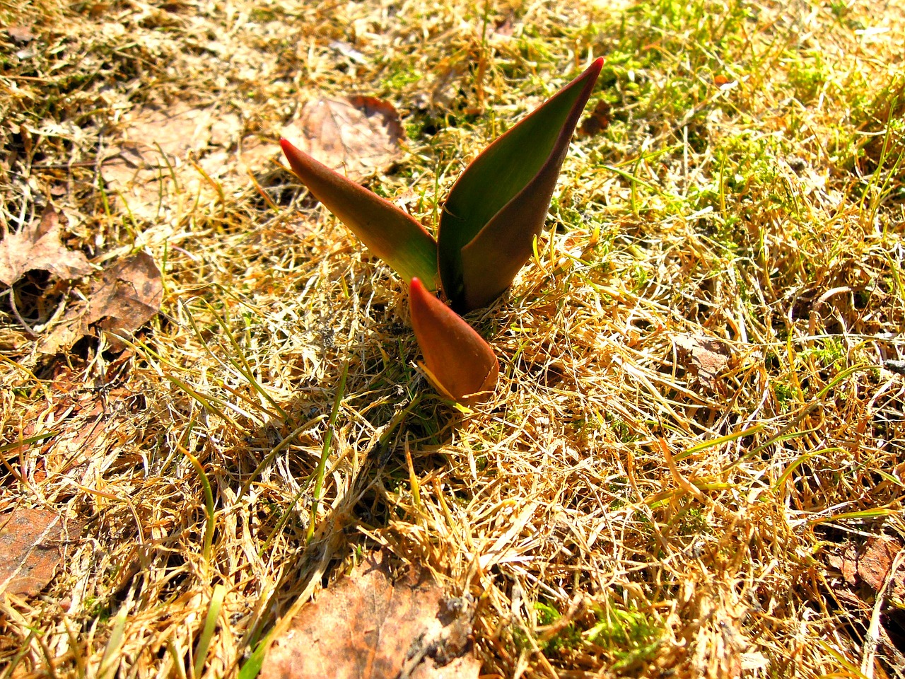 tulip spring yellow free photo