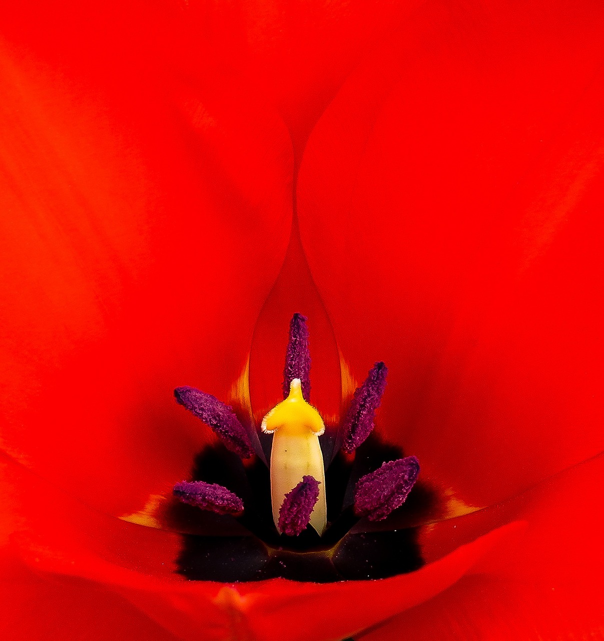 tulip blossom bloom free photo