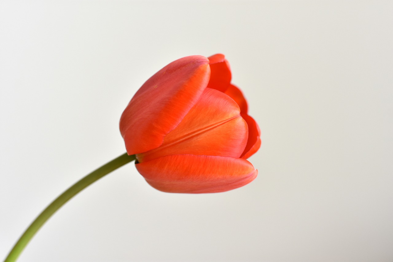 tulip flower bloom free photo