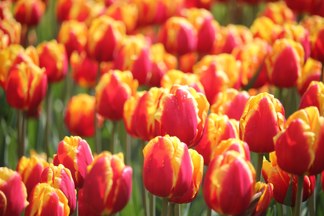 tulip spring floralia free photo