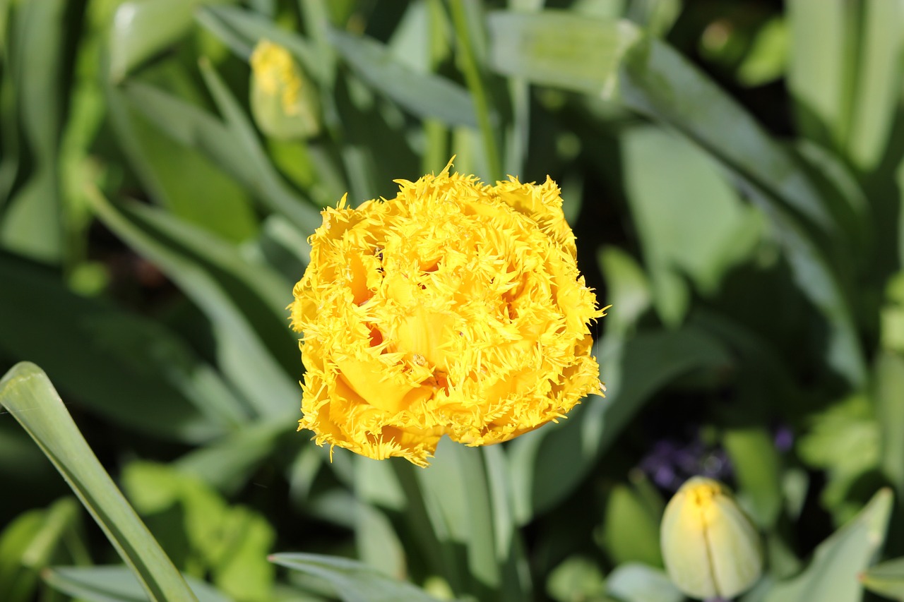 tulip floralia flower free photo