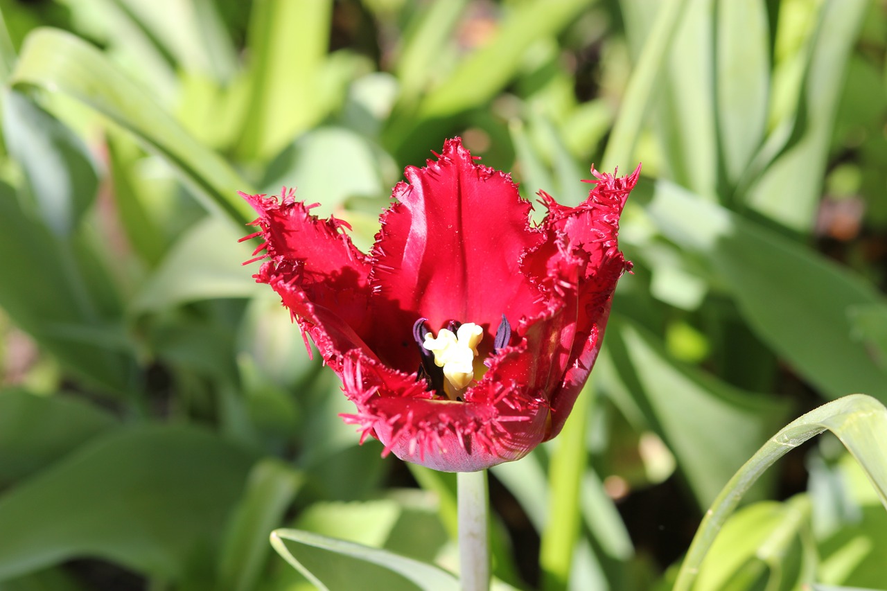 tulip floralia flower free photo