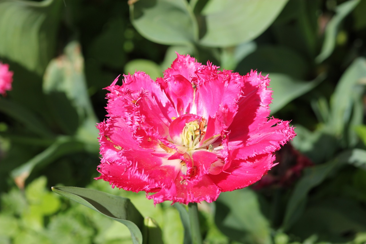 tulip floralia flower free photo