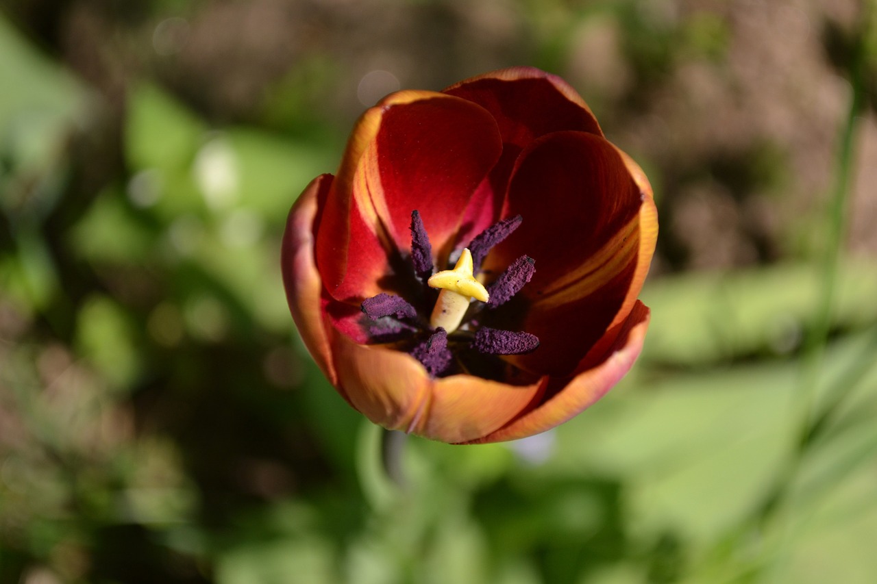 tulip flower spring free photo