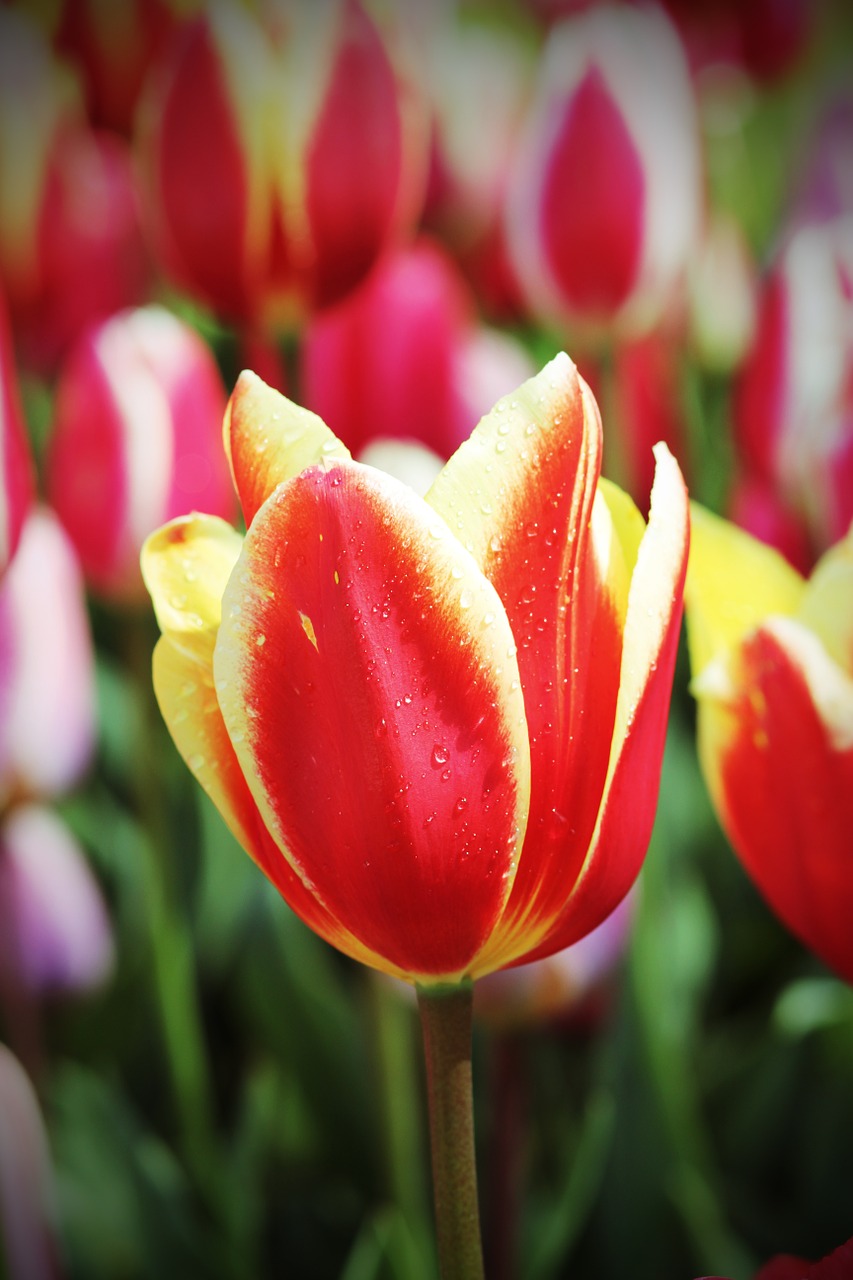 tulip spring floralia free photo