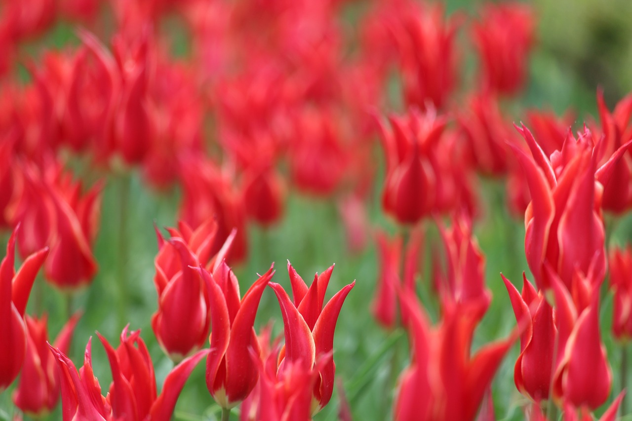 tulip flowers spring free photo