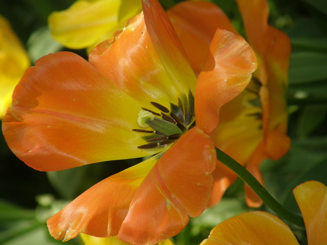 tulip orange yellow free photo