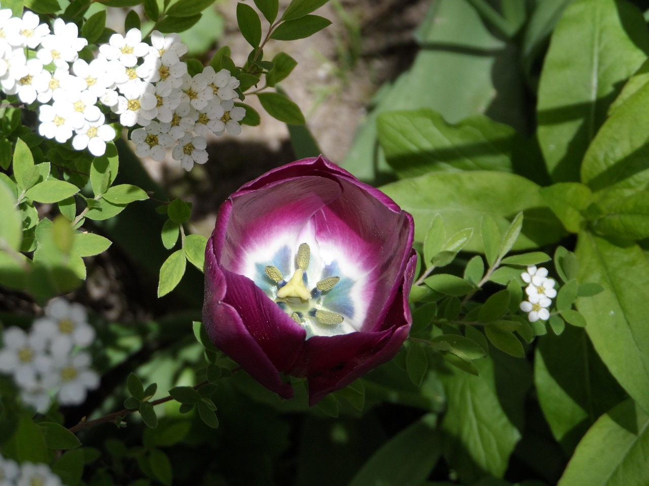 tulip filled violet free photo