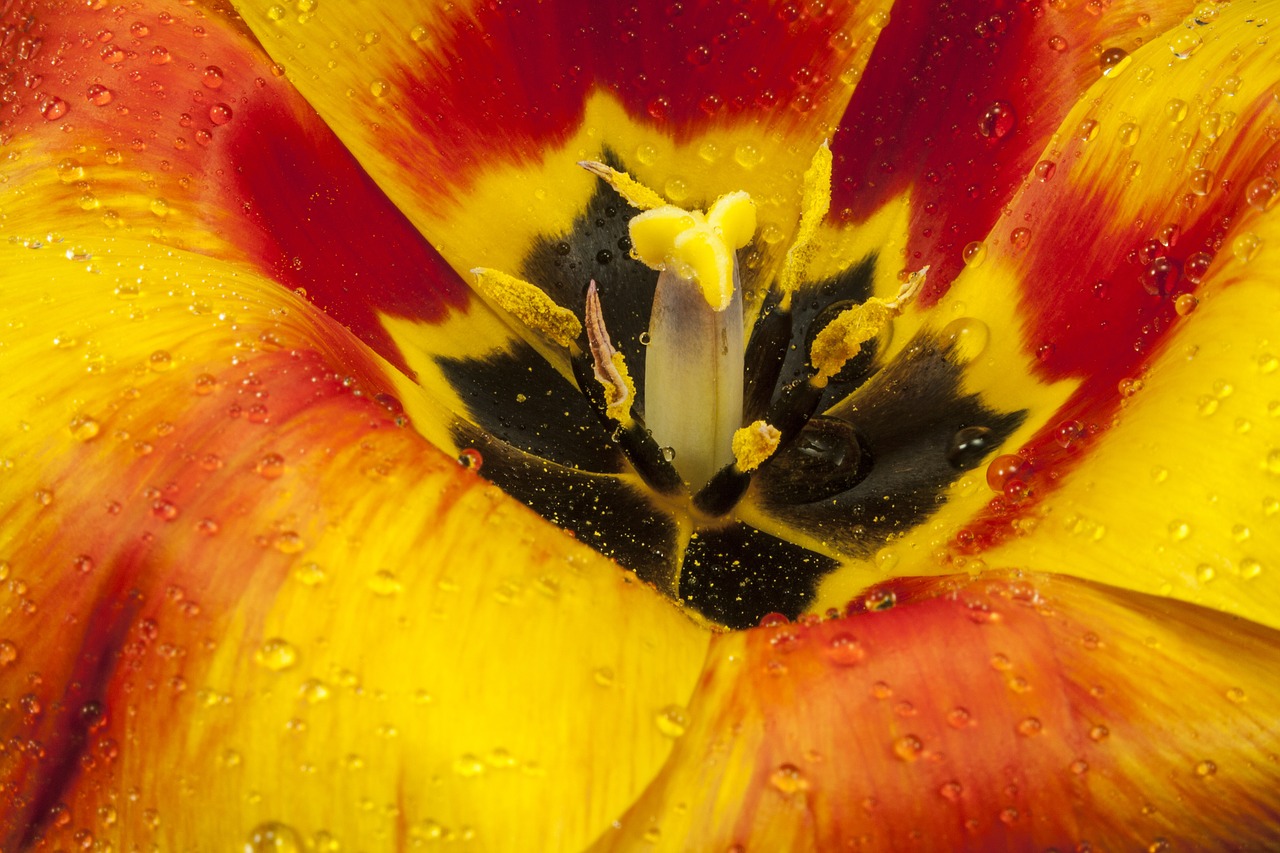 tulip open blossom free photo