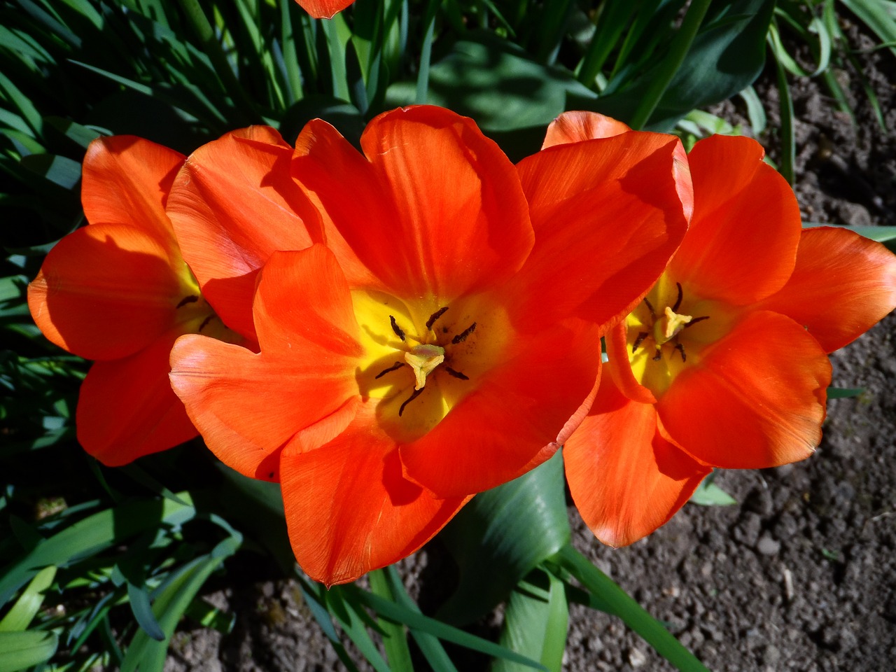 tulip orange light free photo