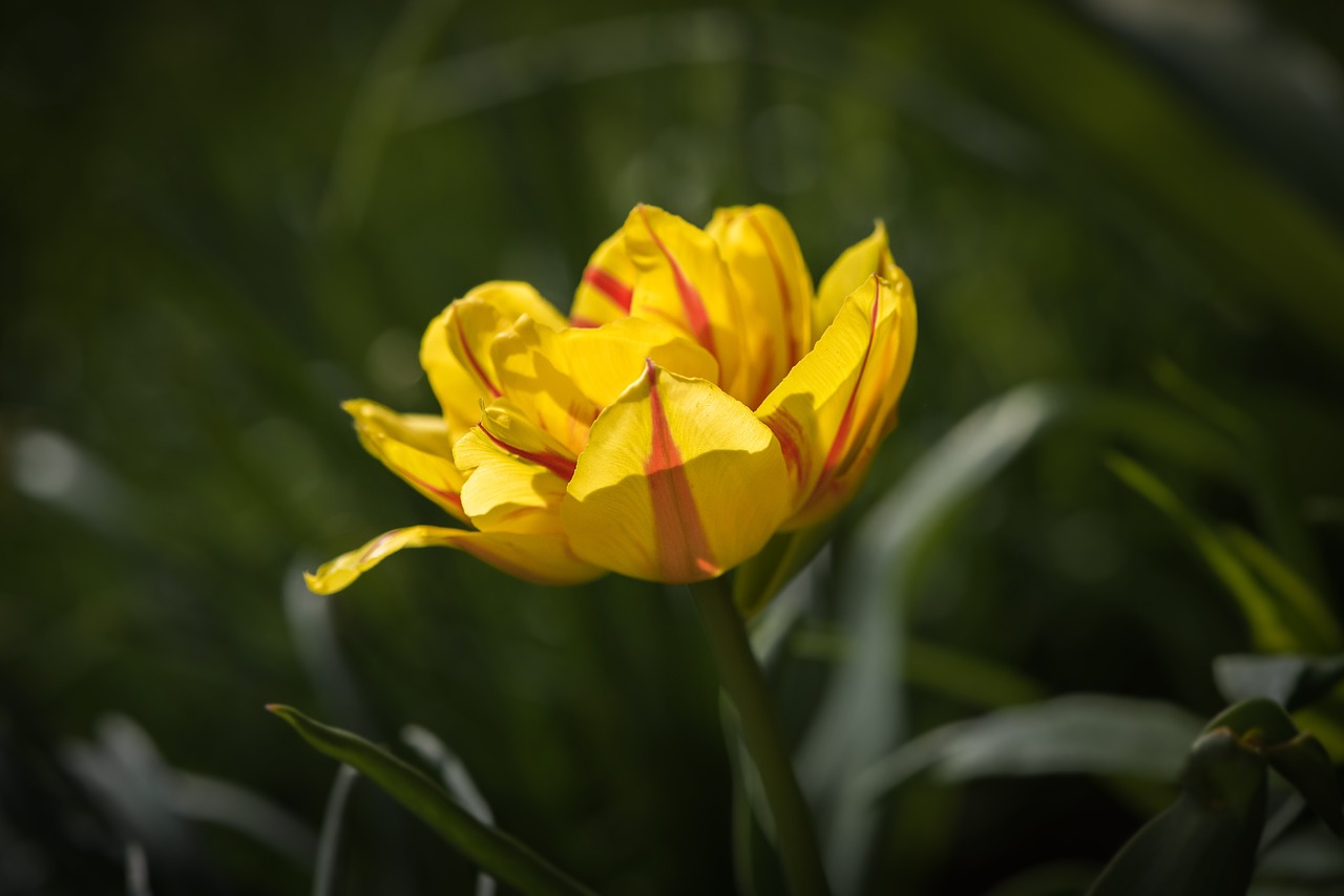 tulip flower yellow red free photo