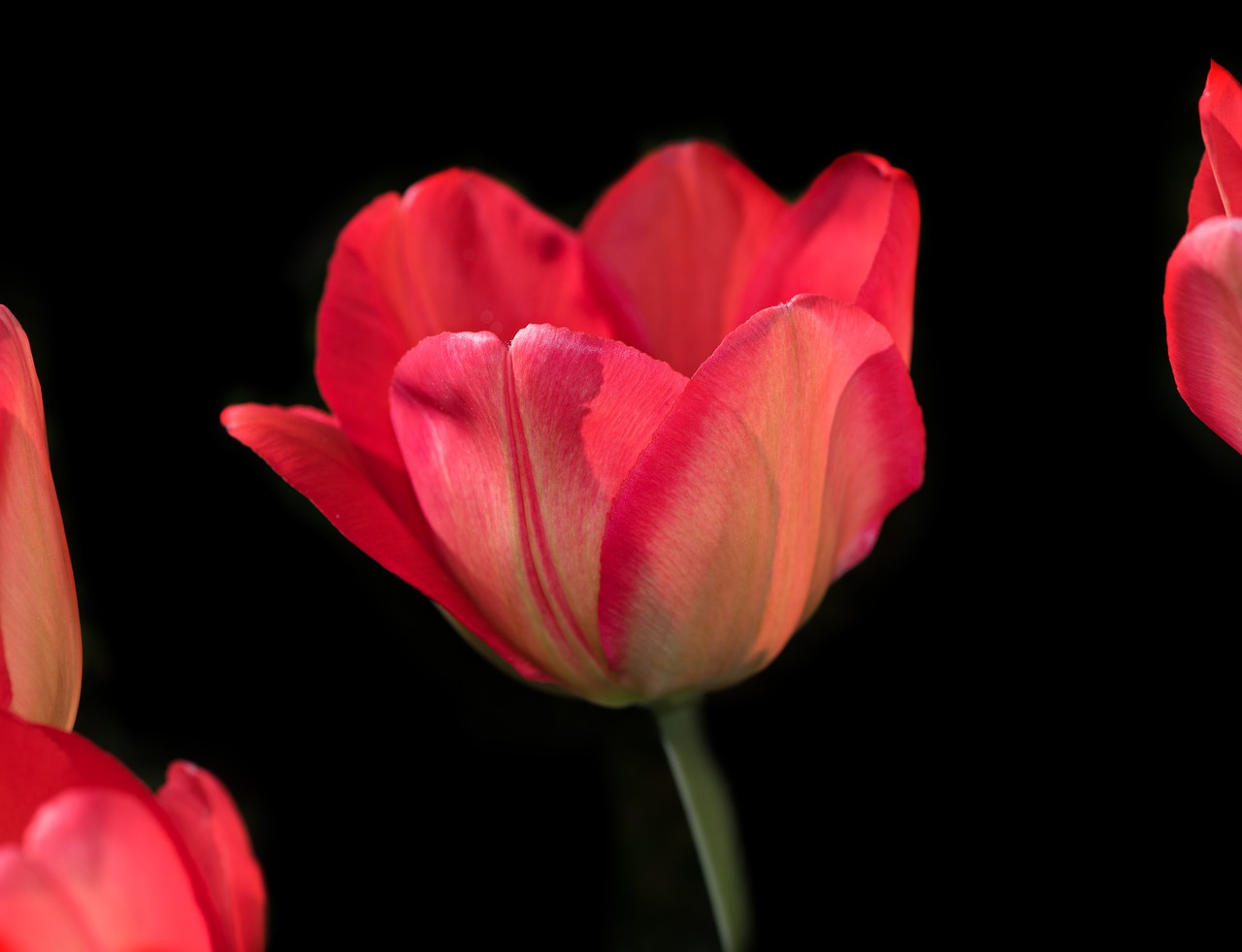 tulip flower blossom free photo