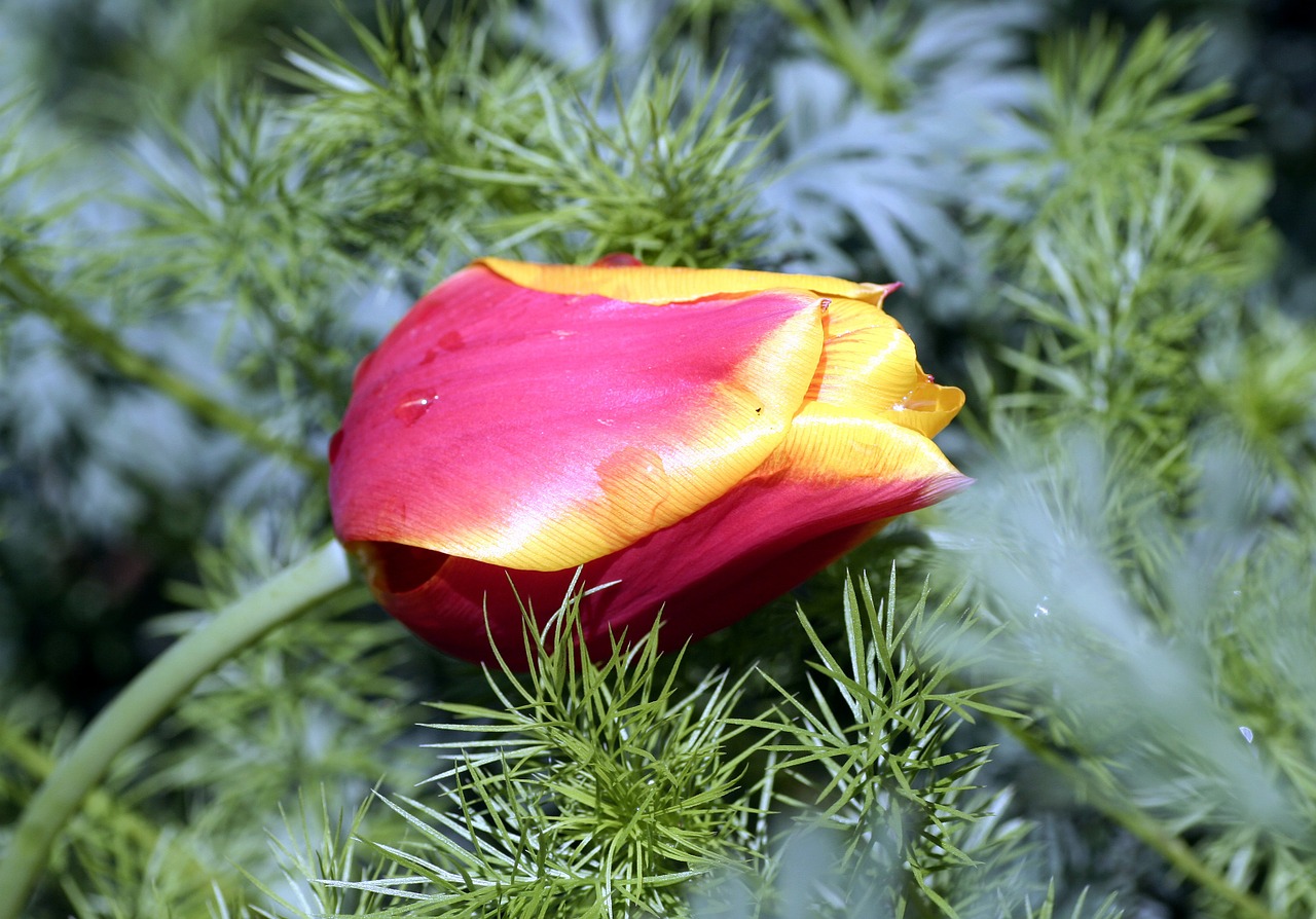 tulip petals flower free photo