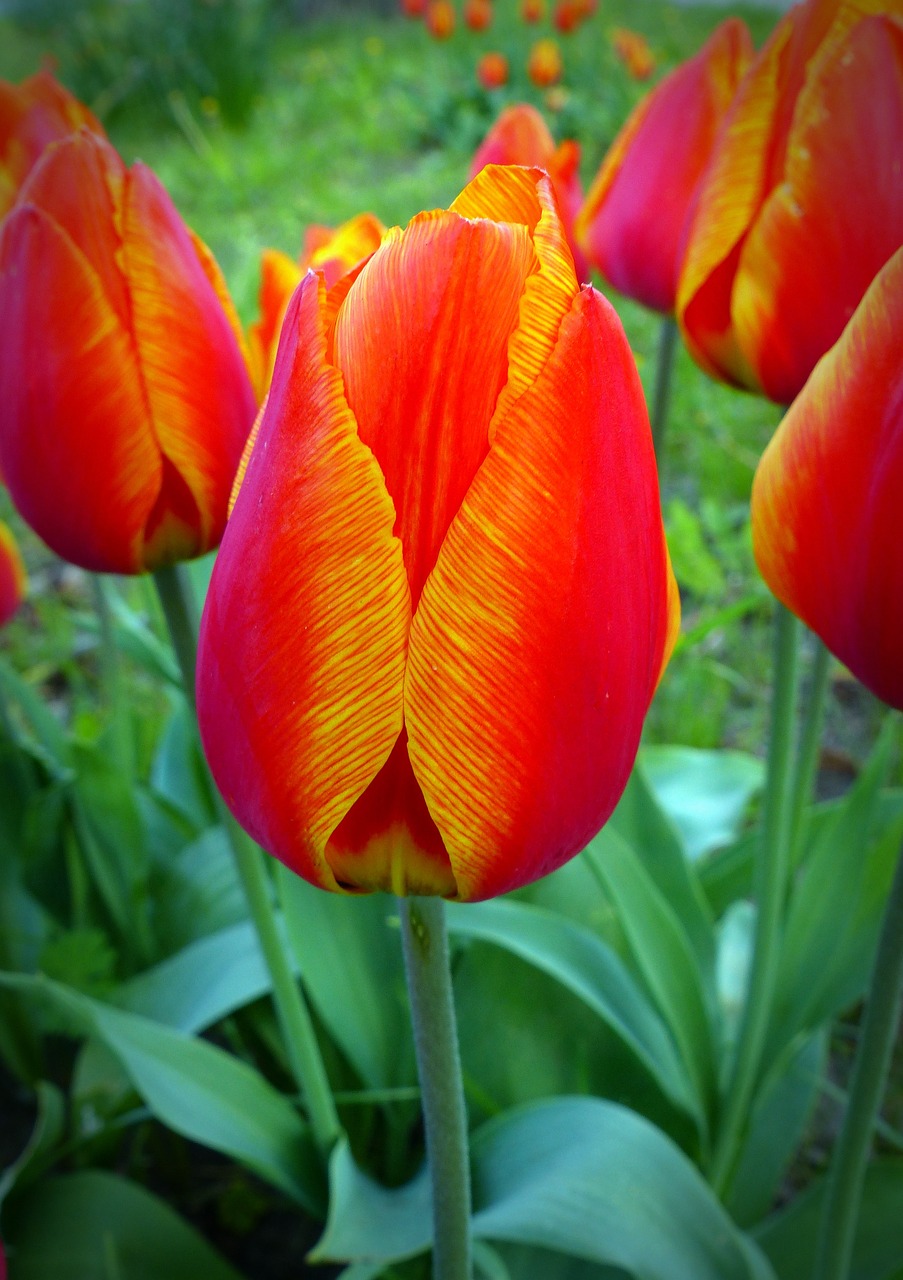 tulip flower blossom free photo