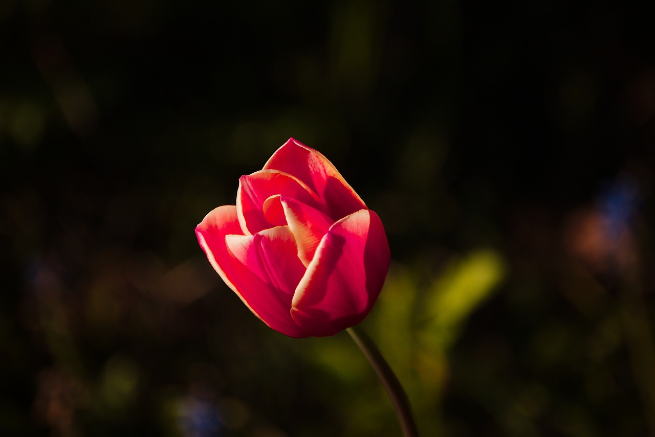 tulip spring sun free photo