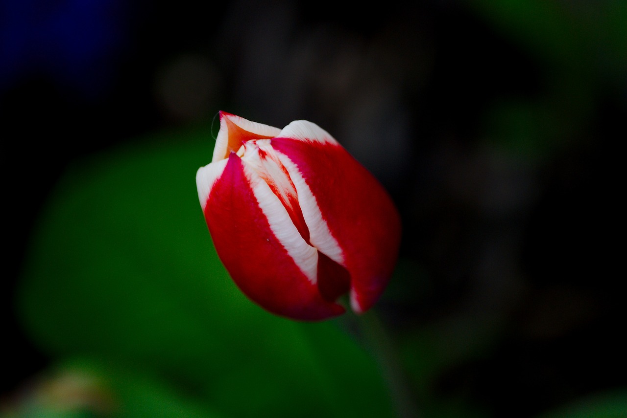 tulip spring flower free photo