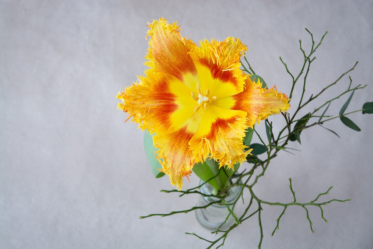 tulip flower orange free photo